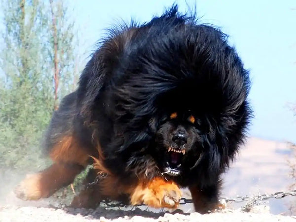 Top 10 Rare Dog Breeds from All Over the World