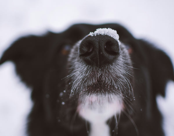 Keeping Your Pet Safe In Winter