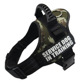 Reflective Dog Leash & Harness – Customizable with Your Dog’s Name & Info (Print on Demand)